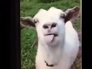 TETAS搞笑