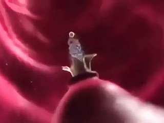Fantasia de impregnação (animada)