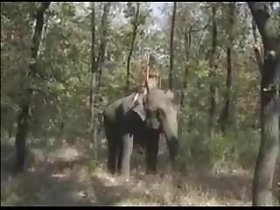 Ratu Gajah