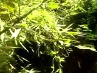 Indonesia-Asli Anak ciwaru